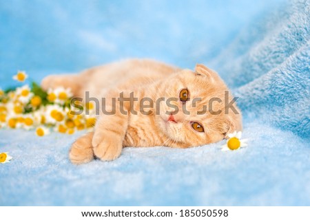 Little cat lying on blue blanket near chamomile