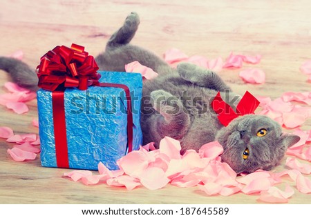 A cat lying on the back on rose petals near a blue gift with a red ribbon with big bow