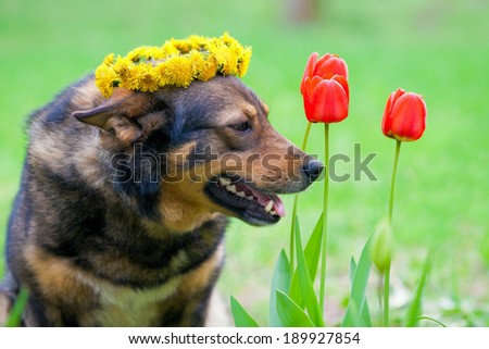 Portrait of big dog crowned with a chaplet of dandelion in the garden
