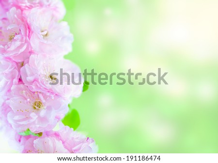 Branch of blooming ornamental cherry tree against natural plant background.
