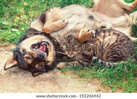 Dog and cat playing outdoor. Dog lying on the back