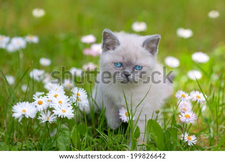 Cute little siamese kitten in the daisy flower lawn