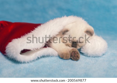 Little cat sleeping inside Santa\'s hat