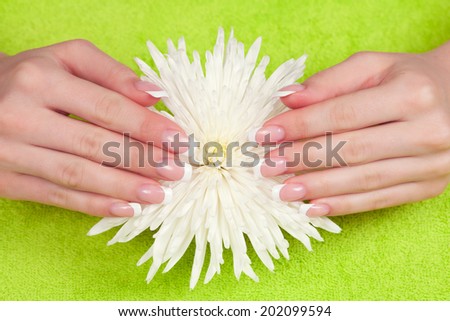Beautiful woman\'s hands and nails with french manicure on the white chrysanthemum flower