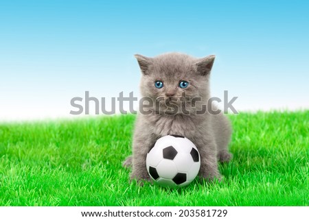 Cute little kitten playing soccer