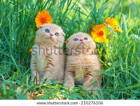 Cute little kittens sitting in flower meadow