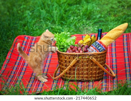 Little kitten sniffing the picnic basket outdoors