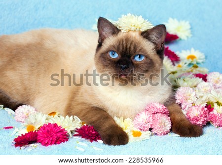 Cute color point cat relaxing on blue blanket covered with flowers