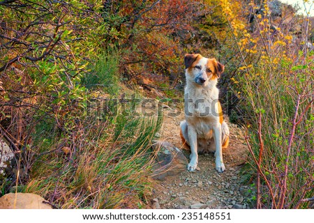 Homeless dog sitting on mountain footpath