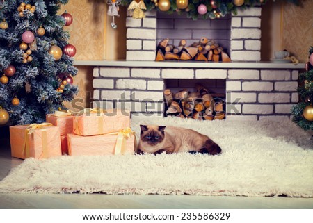Living room on Christmas eve. Cat lying on fireplace near Christmas tree and presents. Evening light.