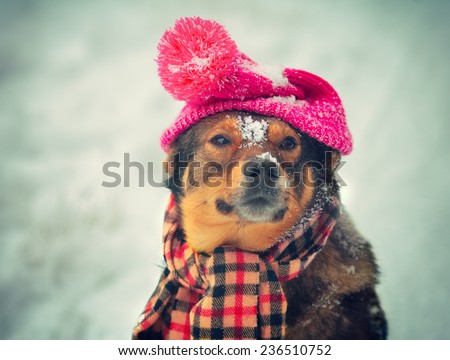 Dog wearing knitted hat with pompom and scarf walking outdoor in winter