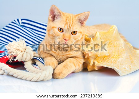 Beach scene. Cute red cat lying with beach bag and big shell