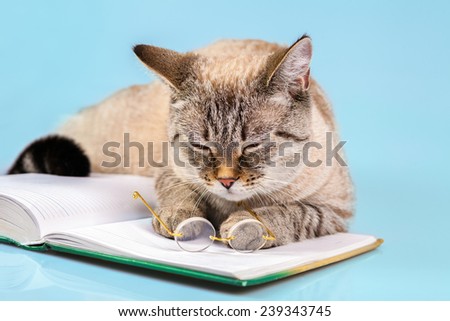 Cute sleeping business cat with glasses lying on notebook (book)