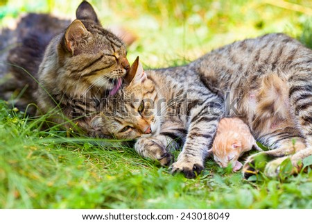 Cat family. Mom cat, daddy cat and baby on the grass