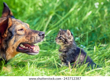 Big dog and little kitten stares at each other outdoors