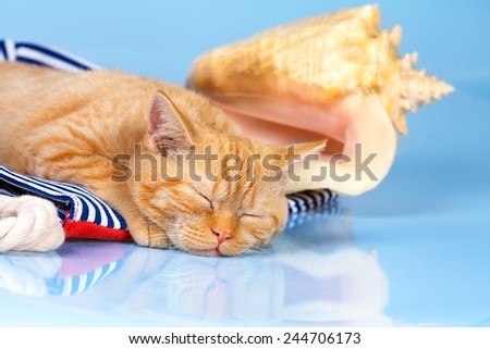 Beach scene. Cute red cat sleeping on beach bag near big shell