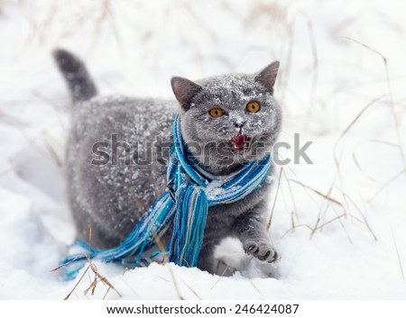 Meowing cat wearing scarf walking on the snow