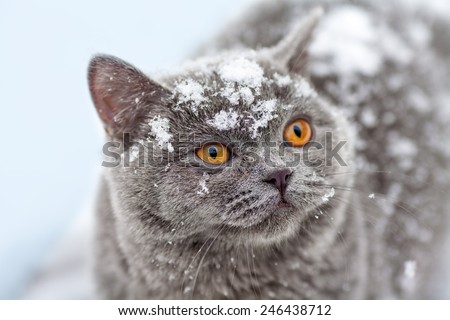 Cute cat covered with snow walking outdoors in winter