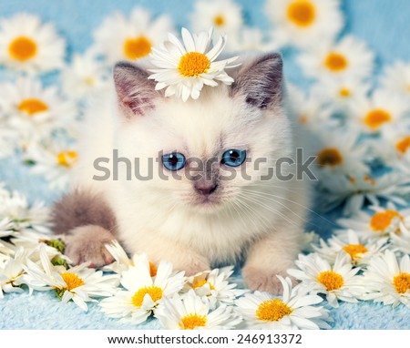 Cute little color point kitten sitting on chamomile flowers