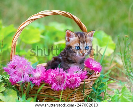 Cute little  kitten in a basket with pink flowers outdoors