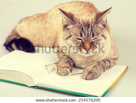 Cute business cat wearing glasses reading notebook (book)