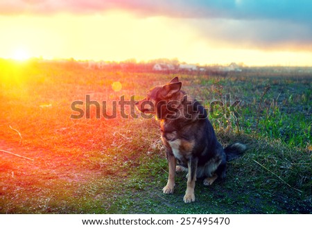 Dog gazing sunset in countryside