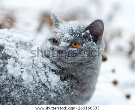 Cute cat covered with snow walking outdoors in winter