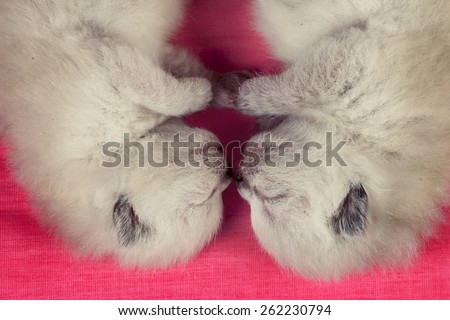 Two adorable newborn siamese kittens on pink blanket