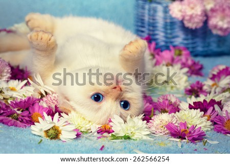 Cute kitten lying on the back among flowers