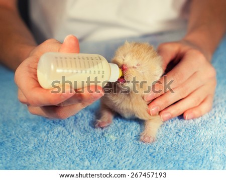 Feeding little beige kitten with milk replacer