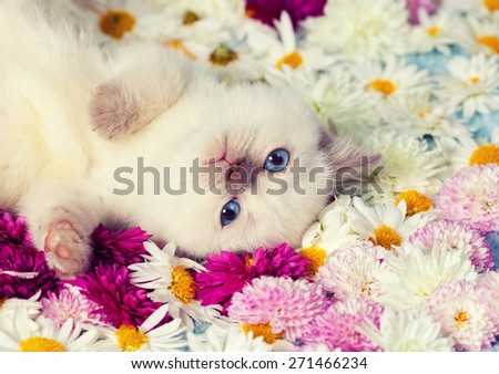 Cute siamese kitten lying on the back on the flowers