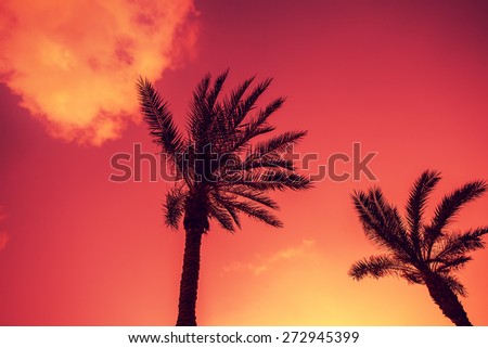 Palm trees silhouettes against sky at purple sunset light