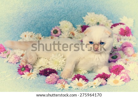 Vintage portrait of cute white kitten on the flowers