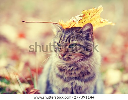 Siberian cat cat with a leaf on his head sitting in the autumn forest