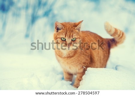 Cute red kitten walking in deep snow