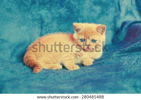 Cute kitten on blue blanket