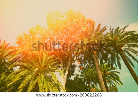 Retro background with palm trees against sunset sky.