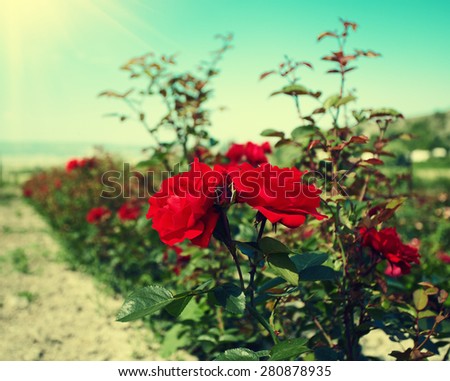 Vintage roses plantation