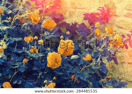 Blue-yellow vintage roses bush