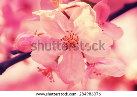 Vintage blossom apple tree at sunrise. Spring natural background