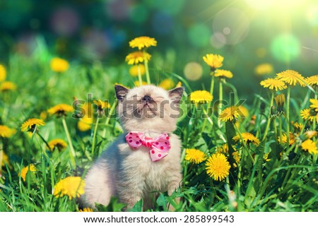 little kitten wearing bow tie in the dandelion flowers