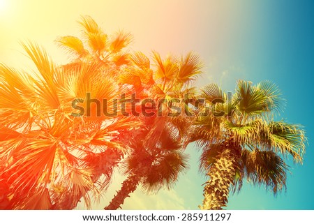 Retro palm trees against sky at sunset