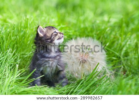 Little kitten with big dandelion with seeds