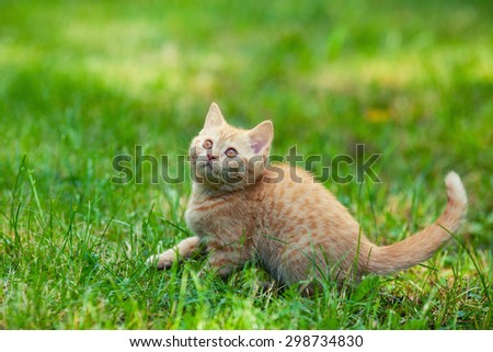 Cute kitten walking on the grass and looking up