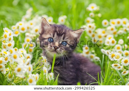 Little kitten in the camomile flowers