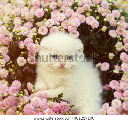 Vintage portrait of cute kitten in flowers