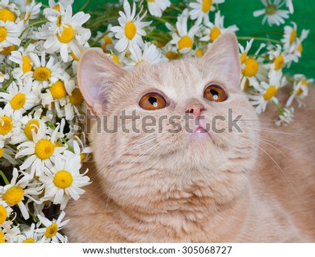Cute kitten with flowers, looking up