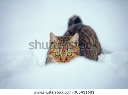 Playful cat hiding in snowdrift
