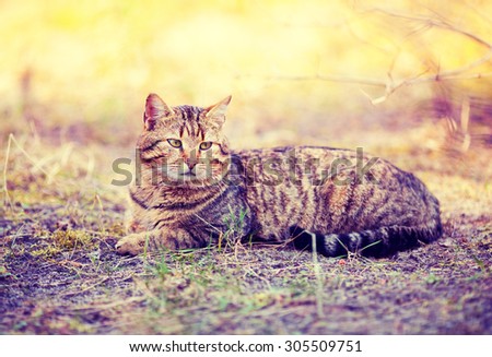 Vintage portrait of  cat relaxing outdoors