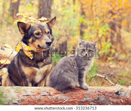 Dog and cat best friends sitting together outdoors in autumn forest